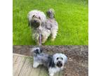 Adopt Sweet Pea - Pending Adoption a Black - with Gray or Silver Havanese dog in