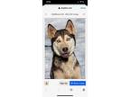 Adopt Luna Rae a Brown/Chocolate - with White Husky / Mixed Breed (Medium) dog