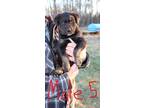 Adopt Honda a Black Rottweiler / Shepherd (Unknown Type) dog in Airdrie