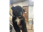 Adopt Jan a Black - with White Husky / Mixed Breed (Medium) dog in Airdrie