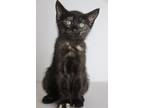 Adopt Eliza a Spotted Tabby/Leopard Spotted Domestic Shorthair / Mixed cat in