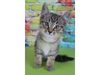 Adopt Tuna Del Ray a Brown or Chocolate Domestic Shorthair / Mixed (short coat)