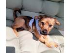 Adopt F for: Finley a Brown/Chocolate - with Black Schnauzer (Miniature) /