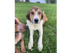 Adopt Marion Ss : Saxton a Brown/Chocolate - with White Great Pyrenees dog in