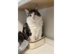 Adopt Toy Story Cats : Buzz a Black & White or Tuxedo Domestic Longhair / Mixed