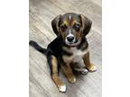 Adopt Pebbles a Pug / Beagle dog in Troy, IL (41550972)