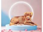 Adopt Momma Oro a Red/Golden/Orange/Chestnut Dachshund / Shepherd (Unknown Type)