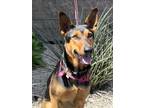 Adopt Jewelee a Black - with Brown, Red, Golden, Orange or Chestnut Doberman