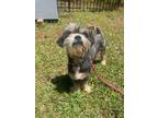 Adopt Fendi a White - with Black Shih Tzu dog in Newnan, GA (41494712)