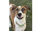 Adopt Entra ***RESCUE CENTER*** a Labrador Retriever / Great Dane dog in