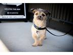 Adopt Gizmo ***FOSTER HOME*** a Tan/Yellow/Fawn - with Black Jack Russell