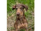 Adopt Lathan ***RESCUE CENTER*** a Schnauzer (Giant) / Doberman Pinscher dog in