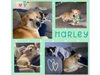 Adopt Harley a Labrador Retriever dog in Amherst, NY (41484079)