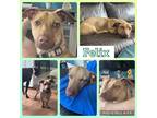 Adopt Felix a Dachshund / Mixed dog in Amherst, NY (41530251)