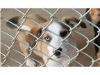 Adopt Spotify - Rochelle a Australian Shepherd / German Shepherd Dog dog in