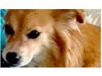Adopt Aylin a Jack Russell Terrier dog in Bonita, CA (41484067)
