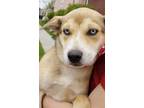 Adopt Scotch - Rochelle (Bernard) a Australian Shepherd / German Shepherd Dog