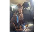 Adopt Mia a Red/Golden/Orange/Chestnut Doberman Pinscher / Mixed dog in Bonita