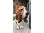 Adopt Boomer a Black - with White Basset Hound / Mixed dog in Houston