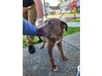 Adopt Dopey a Brown/Chocolate - with White Pit Bull Terrier / Labrador Retriever
