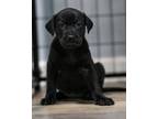 Adopt Daenerys a Black Labrador Retriever / Beagle dog in Warner Robins