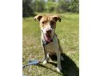 Adopt Cannoli a Red/Golden/Orange/Chestnut - with White Australian Shepherd /