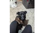 Adopt Tucker a Black Labrador Retriever / Mixed Breed (Medium) dog in Amherst