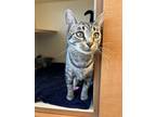 Adopt Lottie a Black (Mostly) Domestic Shorthair / Mixed (short coat) cat in