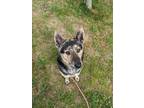Adopt Wiley a Black - with Brown, Red, Golden, Orange or Chestnut Mixed Breed