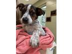 Adopt Emerald a Black - with Tan, Yellow or Fawn Mixed Breed (Medium) / Mixed