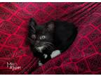 Adopt Fairlane a Black & White or Tuxedo Domestic Shorthair (short coat) cat in