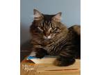 Adopt Renny a Brown Tabby Domestic Longhair (long coat) cat in Mead