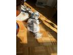 Adopt Loui a Poodle (Miniature) / Cavalier King Charles Spaniel dog in Brooklyn