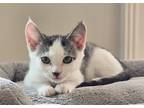 Adopt Aurora a Domestic Shorthair (short coat) cat in Mooresville, NC (41484196)