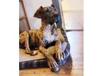 Adopt Edgar a Great Dane / Mixed dog in Mooresville, NC (41484192)