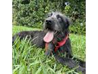 Adopt Moe a Gray/Blue/Silver/Salt & Pepper Poodle (Standard) dog in Orlando