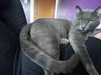 Adopt Ash a Gray or Blue Domestic Shorthair (short coat) cat in Scranton