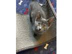 Adopt Leo (24-109 C) a Spotted Tabby/Leopard Spotted Domestic Shorthair / Mixed