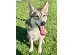 Adopt Suki a Tricolor (Tan/Brown & Black & White) Husky / Mixed dog in Omaha