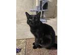 Adopt Hank (24-041 C) a All Black Domestic Shorthair (short coat) cat in Saint