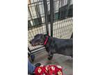 Adopt Jill a Black Pit Bull Terrier / Labrador Retriever dog in Osgood
