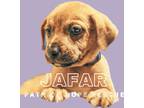 Adopt Jafar a Tan/Yellow/Fawn Golden Retriever / Dachshund dog in Spokane
