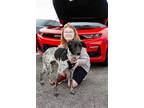 Adopt Emerald a Black - with White German Shorthaired Pointer / Australian