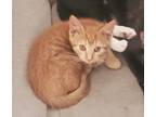 Adopt Paprika a Orange or Red Tabby Domestic Shorthair / Mixed (short coat) cat