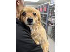 Adopt Sissy a Pomeranian dog in Marietta, GA (41484059)