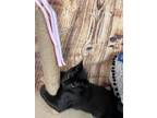Adopt Rothko a Black & White or Tuxedo Domestic Shorthair / Mixed (long coat)