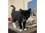 Adopt Flava-Flave a Black & White or Tuxedo Domestic Shorthair / Mixed (short