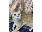 Adopt Junior a Orange or Red Domestic Shorthair / Mixed cat in Anoka