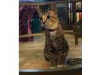 Adopt Zayda a Gray, Blue or Silver Tabby Domestic Shorthair (short coat) cat in