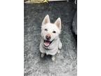 Adopt Snowflake a White Husky dog in Moses Lake, WA (41494981)